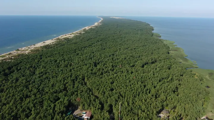 Куршская коса с высоты: лес между Балтийским морем и Куршским заливом