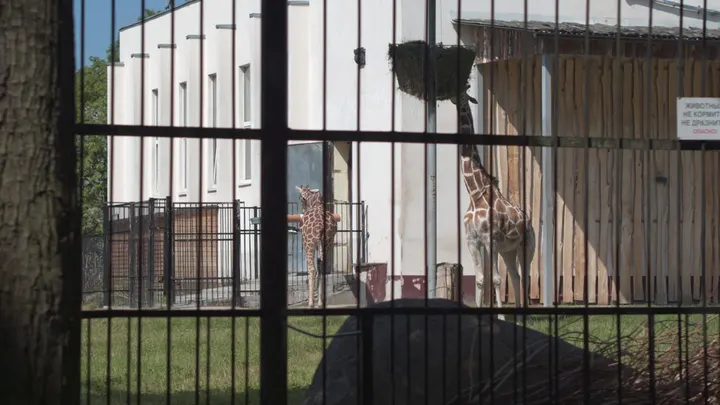 Калининград: два жирафа в вольере зоопарка